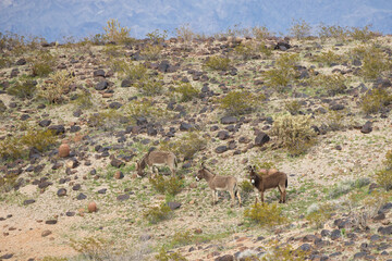 Wild burros in the desert