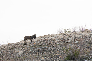 Wild burro in the desert