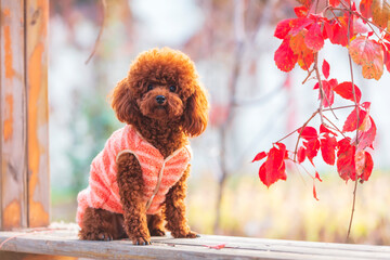 A toy poodle in autumn