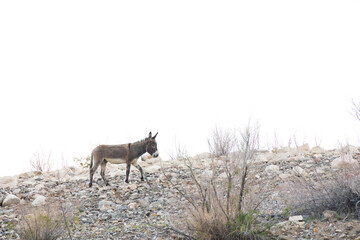 Wild burro in the desert
