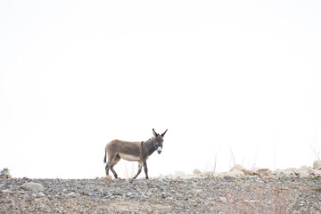 Wild burro in the desert