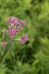 Spotted Joe-Pyeweed in Summer