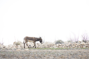 Wild burro in the desert