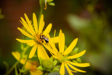 Pollinator on Cup-plant Flower