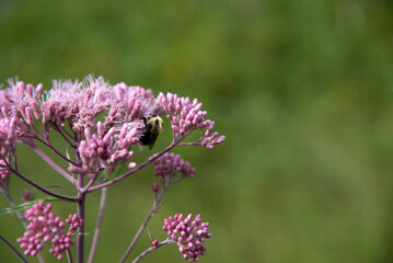 Pollinator on Spotted Joe-Pyeweed