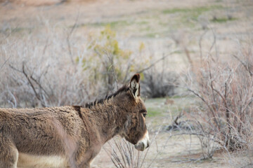 Wild burro in the desert