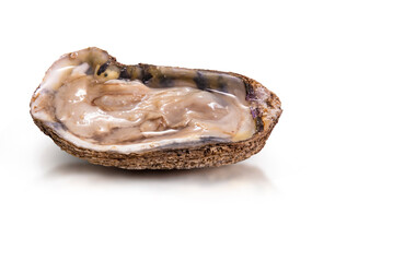 Raw Oysters On White