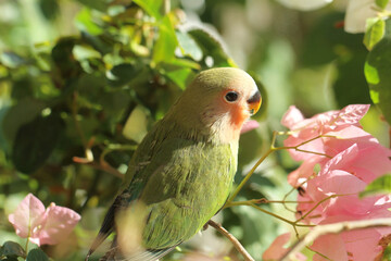 red and green parrot on branch