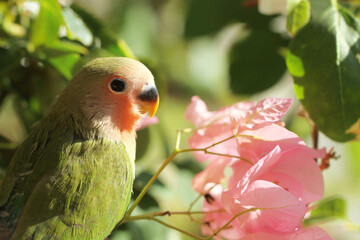red and green parrot on branch