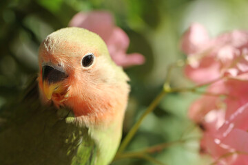 red and green parrot on branch