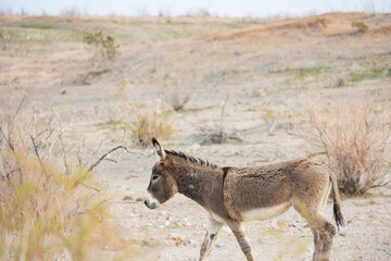 Wild burro in the desert