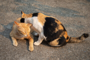 Two cats are playing together on the street. Selective focus.