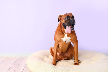Obraz na płótnie Canvas Boxer dog sitting in pet bed near lilac wall
