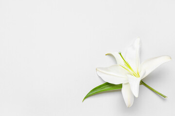 Delicate lily flower on white background