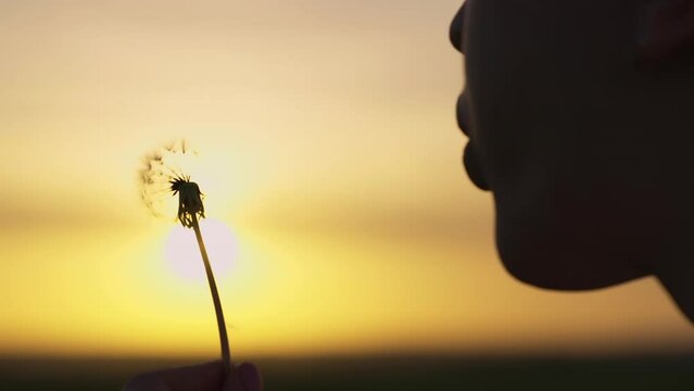Beautiful girl blows on dandelion flower in park in nature in summer, spring. Portrait of beautiful young woman blowing on ripe dandelion in evening against backdrop of setting sun. Slow motion video