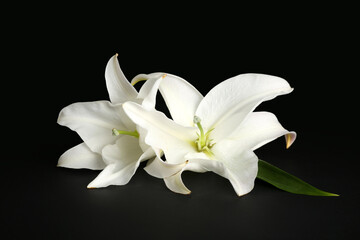 Delicate lily flowers on dark background