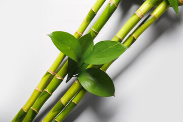 Fototapeta na wymiar Bamboo branches on light background, closeup