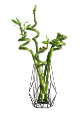 Bamboo plant in vase isolated on white background