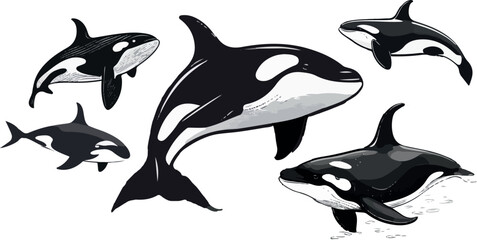 set of  orca killer whale - obrazy, fototapety, plakaty