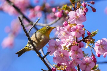 満開の河津桜とメジロのコラボシーン