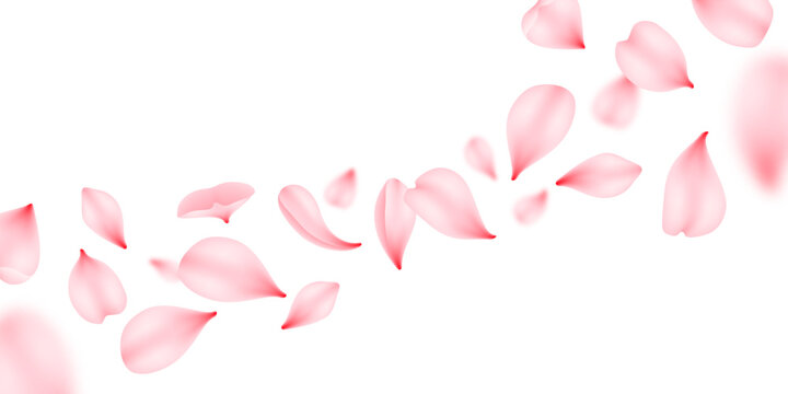 Flying sakura petals, vector pink flowers of japan cherry blossom falling down. Romantic spring floral background with sakura bloom, rose or peach flower petals flying, wedding or Valentine Day themes