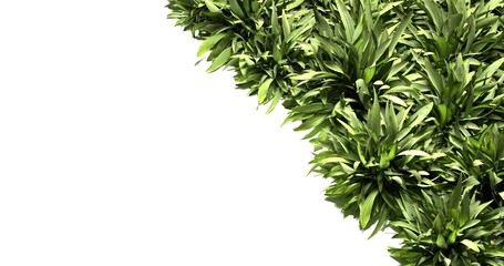 green ribbed plantain, plant, beautiful floral background, 3d render