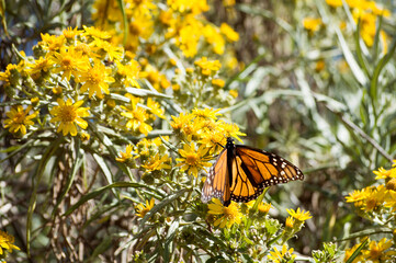 Mariposa Monarca en Michoac&aacute;n 