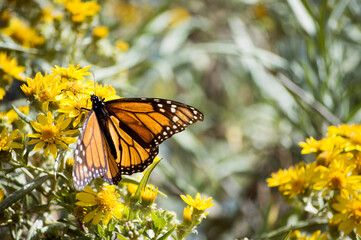 Mariposa Monarca en Michoacán 