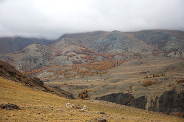 Hilly slopes of high mountains with clouds on tops and overgrown with larches in early autumn.