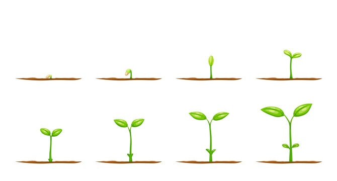 Grow plant from seed. Vector sprouts of garden tree sapling or agriculture crop plant seedling with green leaves and soil. Flower, vegetable or tree growth steps, growing stages or life cycle
