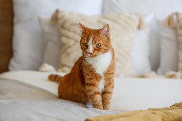 Fototapeta na wymiar Cute red cat sitting on bed at home