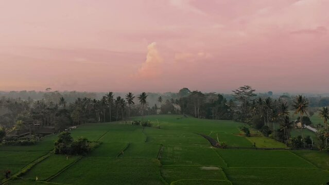 Spectacular cinematic drone shot past tropical trees and over rice terraces during pink sunrise early morning. Man rides a motorcycle on a twisty countryside road.