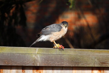 A Sharp-Shinned Hawk Feeding on a small bird on a fence, Ohio