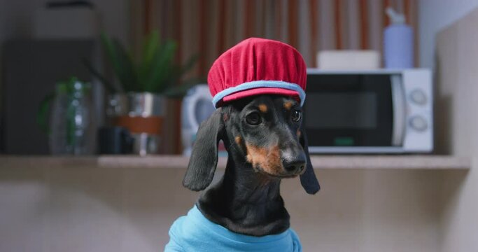 Dachshund Plumber Wearing Special Clothes Barks At People In Spacious Apartment. Professional Plumber Dog Prepares For Fixing Faucet Mixer