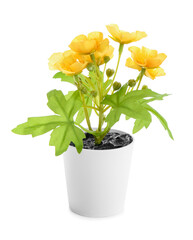 Pot with beautiful blooming plant on white background