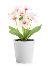 Naklejka na ściany i meble Pot with beautiful blooming plant isolated on white background
