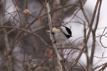 Black-capped Chickadee in the Winter
