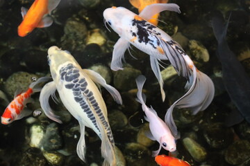 Fishes