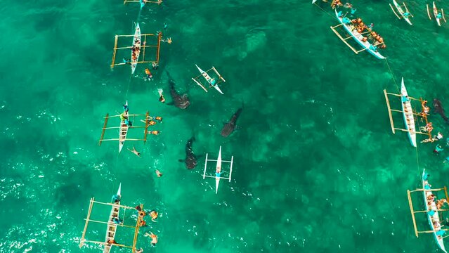 Aerial view of tourists snorkeling and watch whale sharks in turquoise water. Summer and travel vacation concept. Oslob, Philippines, Cebu Island.