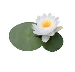 Lotus or Water lily or Nymphaea flower. Close up white lotus flower on leaves isolated on transparent background.