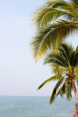 Fototapeta na wymiar Coconut palm trees with sea and blue sky