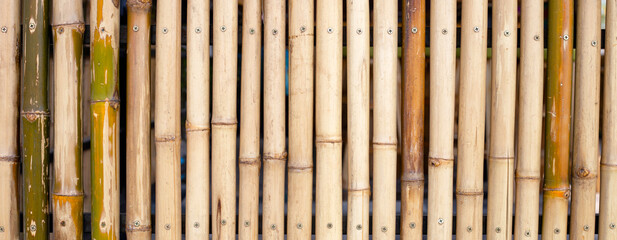 Yellow bamboo texture. Dried bamboo wall or fence background