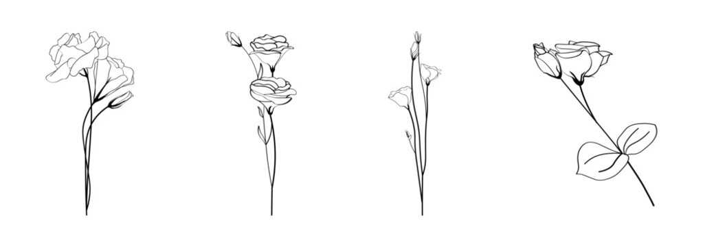 Collage of beautiful eustoma flowers on white background