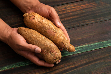 Manihot esculenta - Cassava in the hands of Colombian farmer