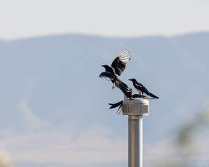 Magpies flying and fighting with each other.
