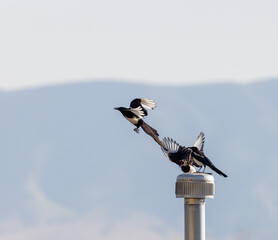 Magpies flying and fighting with each other.