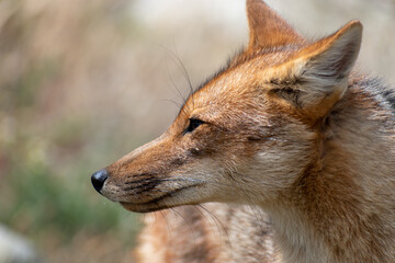 Zorro Colorado. Patagonia Argentina