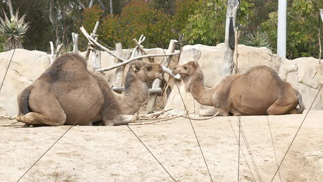 Two camels eating and resting on a sunny day. Zoo animals resting.
