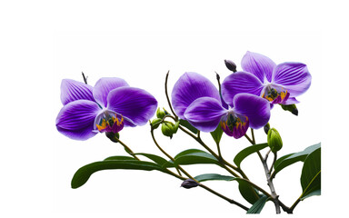 Naklejka na ściany i meble orquídea de color violeta