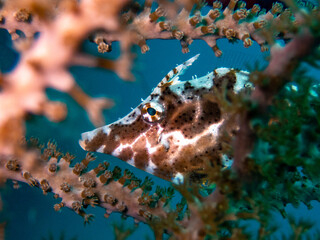 Slender filefish camouflaged on the reef in the Carribbean Sea, Roatan, Bay Islands, Honduras